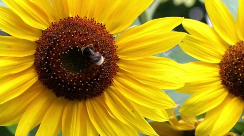 Sunflower 库存影片 7910269