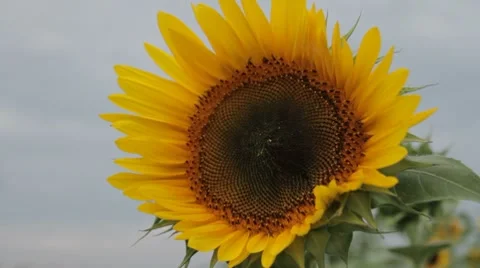 Sunflower 스톡 동영상 8508577