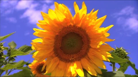 Sunflower Stock Footage 8550015