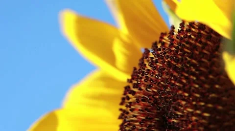 Sunflower Video stock 8560265