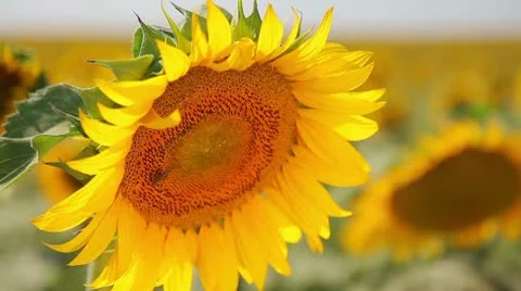 Sunflower Video stock 10595132