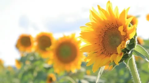 Sunflower Stock Footage 10731292