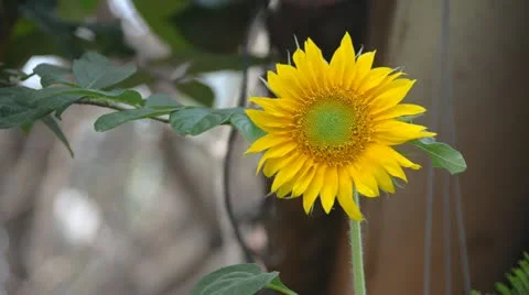 Sunflower Stock Footage 10809563