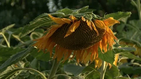 Sunflower Stock Footage 10825450