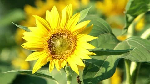 Sunflower Stock Footage 10839472