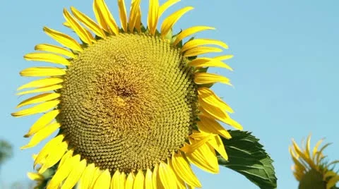 Sunflower 스톡 동영상 10839486