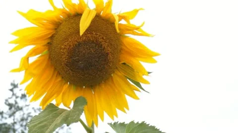 Sunflower Видео 11360937