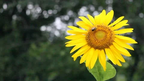Sunflower Vidéo 11408788