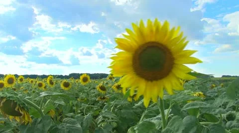 Sunflower Stock Footage 11797924