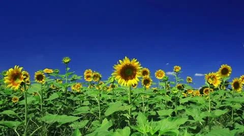 Sunflower Video stock 11817528