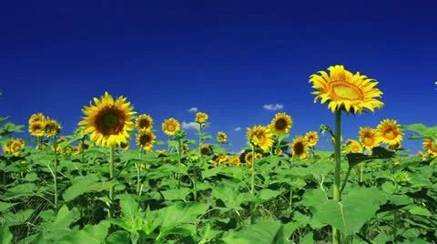 Sunflower Video stock 11817585