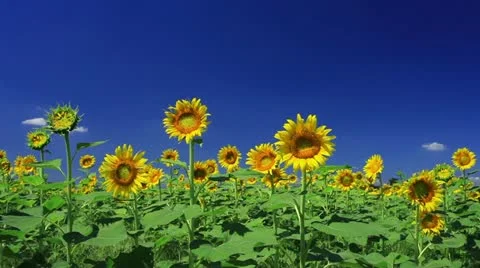 Sunflower Video stock 11817586