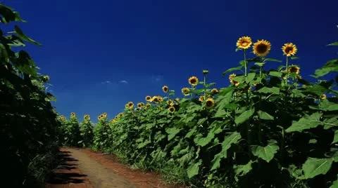 Sunflower Video stock 11817710