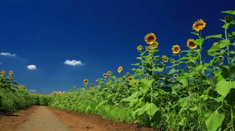 Sunflower Video stock 11817718