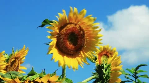 Sunflower Video stock 11817749