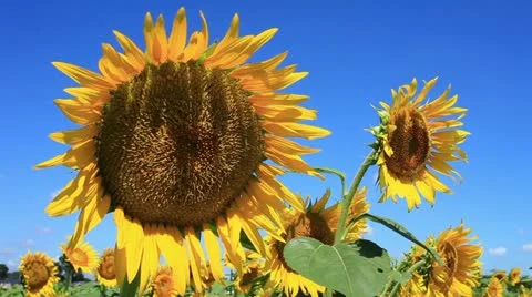 Sunflower Video stock 11817802