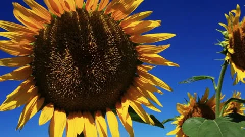 Sunflower Video stock 11817827