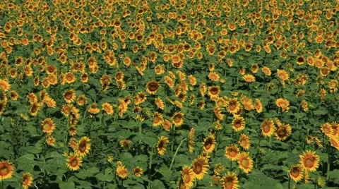 Sunflower Video stock 11817892