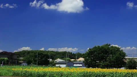 Sunflower Vídeos de archivo 11817917