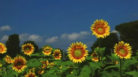 Sunflower Video stock 11817927