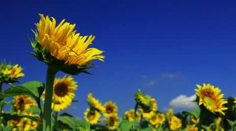 Sunflower Video stock 11817940