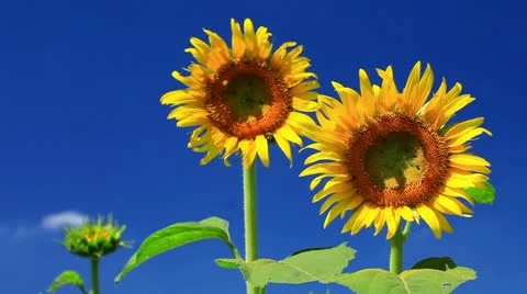 Sunflower Video stock 11817952