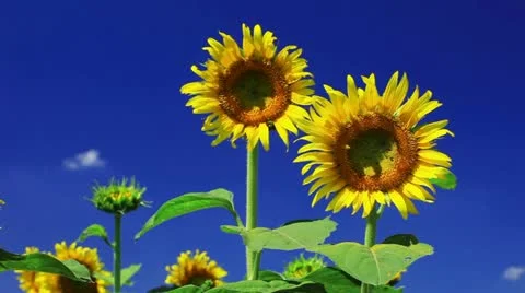 Sunflower Video stock 11817958