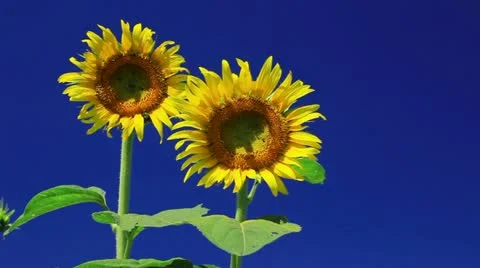 Sunflower Video stock 11817962