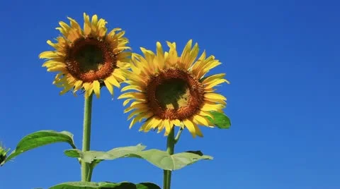 Sunflower Video stock 11817965