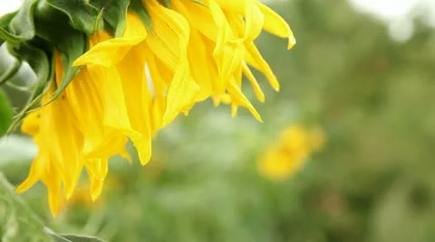Sunflower Stock Footage 11851593