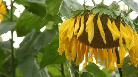Sunflower Stock Footage 11852002