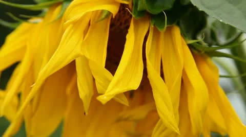 Sunflower Stock Footage 11852140