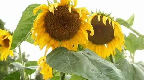 Sunflower Stock Footage 11852332