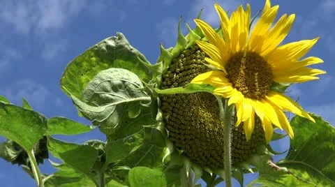 Sunflower Stock Footage 11900170