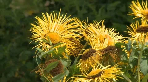 Sunflower 動画素材 12026302