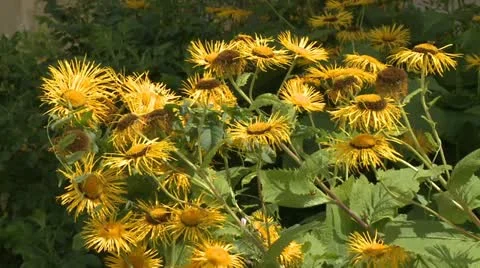 Sunflower Stock Footage 12026320