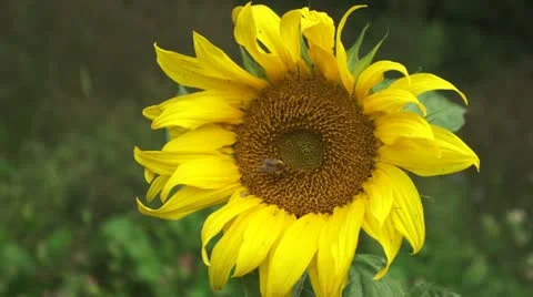 Sunflower Video stock 12522108