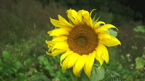 Sunflower Video stock 12522170