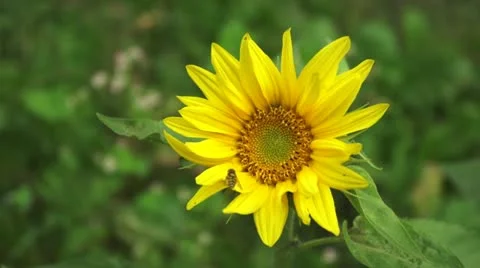 Sunflower Video stock 12522303
