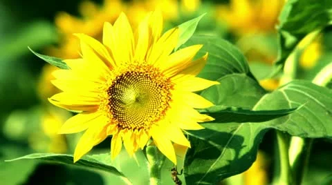 Sunflower Stock Footage 12537517