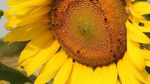 Sunflower Stock Footage 21262910