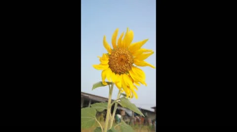 Sunflower Stock Footage 22341802