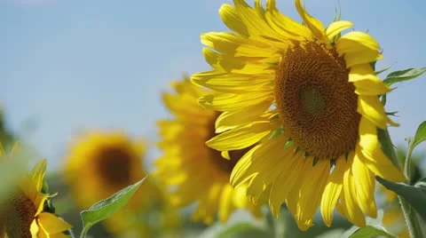 Sunflower Stock-Footage 22423539