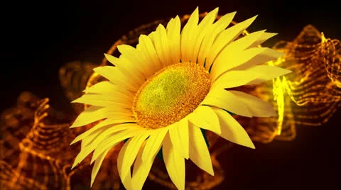 Sunflower Stock Footage 24726570