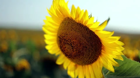 Sunflower 動画素材 25607305