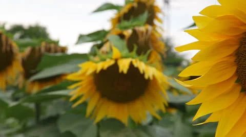 Sunflower 動画素材 25852177