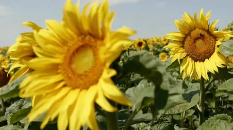 Sunflower Video stock 29413192