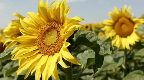 Sunflower Video stock 29413420