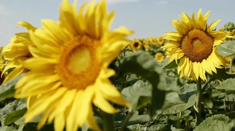 Sunflower Video stock 29413525