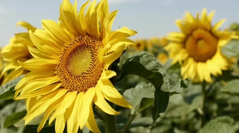 Sunflower Video stock 29413700